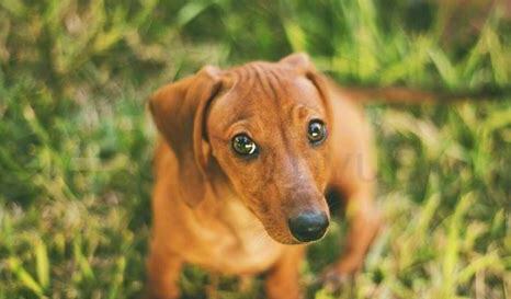 腊肠犬怎么养