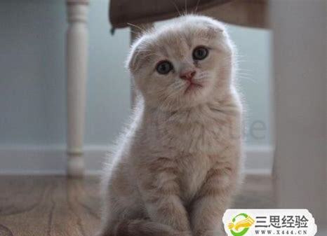小猫养多久才认主人