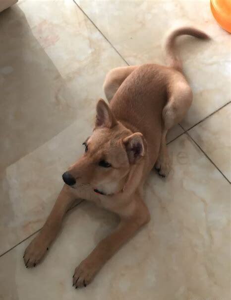 土狗子怎么养