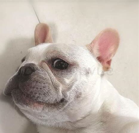 法斗幼犬怎么喂养 法斗幼犬怎么喂养