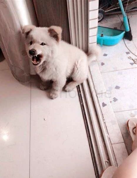 2个月小狗怎么养