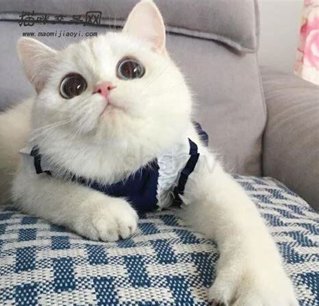 小猫仔怎么养