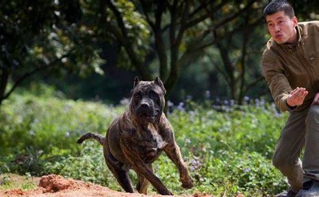 加纳利犬怎么养最好