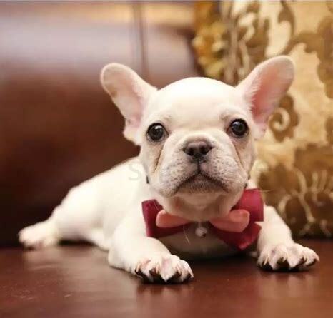 法斗犬怎么养 法斗犬怎么养