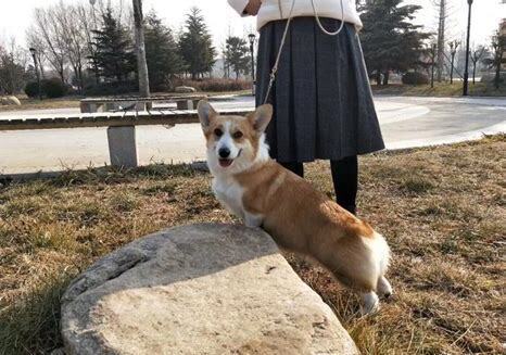 科基怎么养