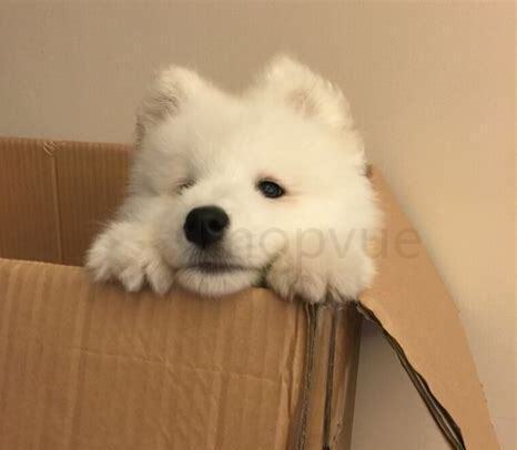 熊版萨摩耶幼犬多少钱一只 熊版萨摩耶幼犬多少钱一只