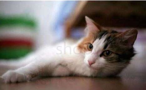 怎么确定猫认主人了