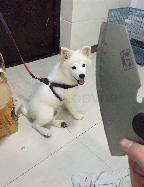 萨摩该怎么养