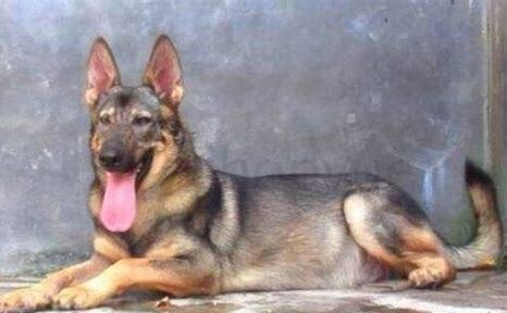 昆明犬怎么养,喂养昆明犬的正确方法