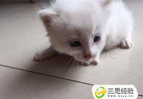 2个月小猫怎么养