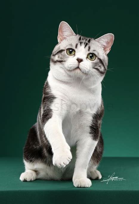 美国短毛猫怎么养