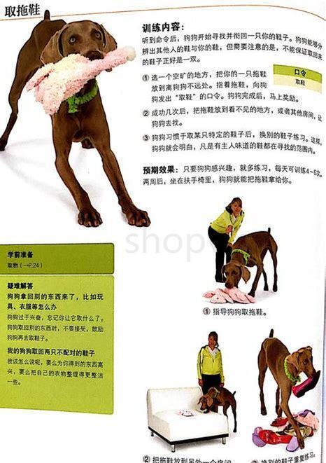 养狗怎么训练