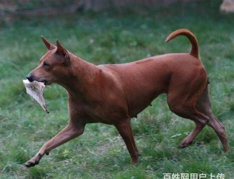 什么是泰国脊背犬,宠物泰国脊背犬的习性特征与喂养等介绍