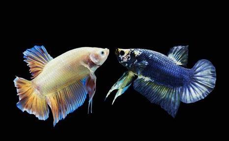 斗鱼饲养方法及注意事项