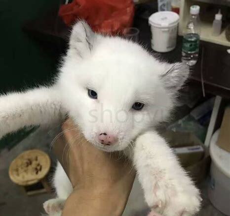 白狐狸怎么养