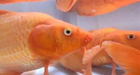 小红鲤鱼怎么养