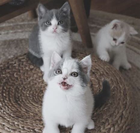 一个月的小奶猫怎样喂食
