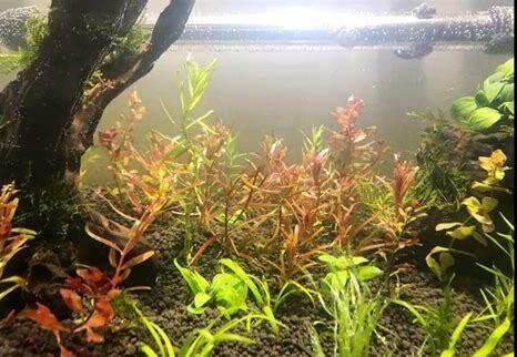 水草要怎么养