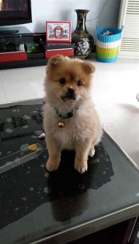 三个月的小狗怎么养