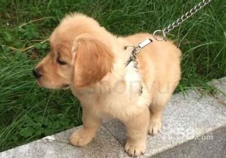金毛犬一个月大怎么喂养