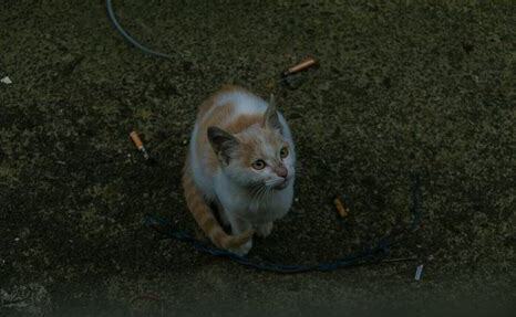 流浪小猫怎么养 流浪小猫怎么养