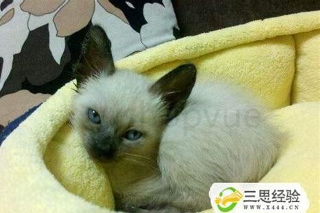 2个月的小猫怎么养活 2个月的小猫怎么养活
