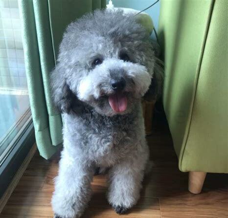灰贵宾是怎么配出来的