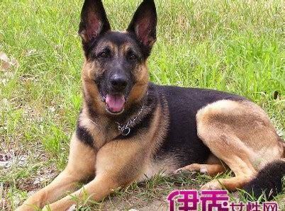 狼狗要怎么养活