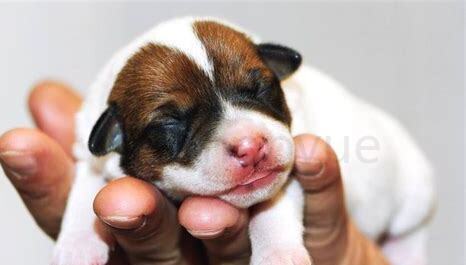 一个多月的幼犬怎么养 一个多月的幼犬怎么养