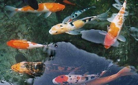 锦鲤该怎么养活