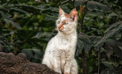 喂流浪猫 喂流浪猫