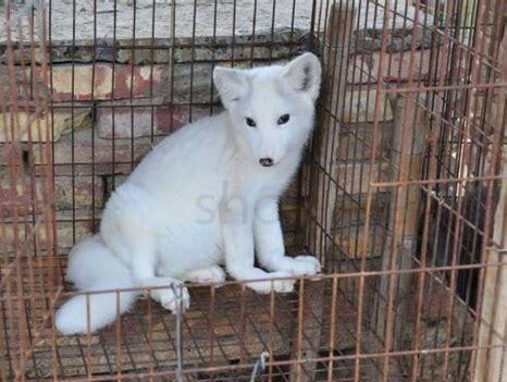 养狐狸怎么养才好