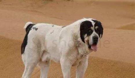 中亚犬怎么养