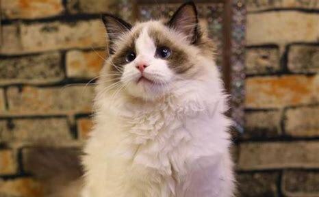 布偶猫要怎么养