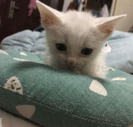 小流浪猫怎么养活