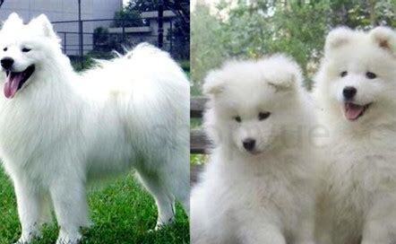 萨摩耶成犬如何养的,萨摩耶成犬怎么养