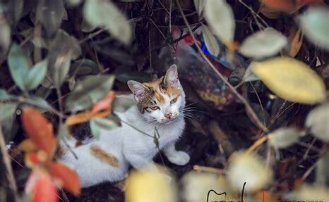 小流浪猫怎么养