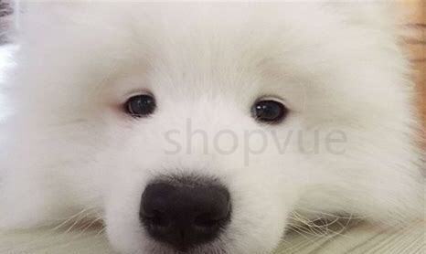 萨摩耶成犬如何养的,萨摩耶成犬怎么养