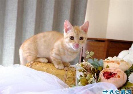 短腿猫怎么养