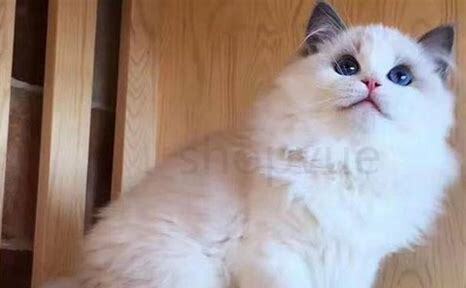 养布偶猫十大禁忌