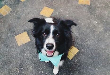 怎么训养边牧幼犬