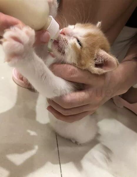 怎么让猫咪意识到自己做错了