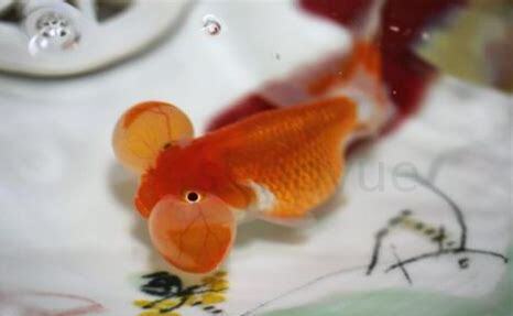 水泡眼金鱼怎么养