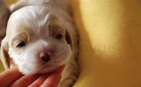 幼犬到家后的七大禁忌