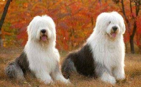 古牧犬怎么养
