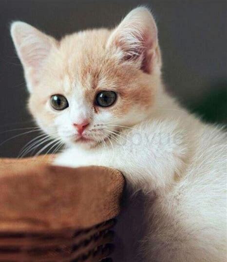刚断奶的猫咪怎么养好
