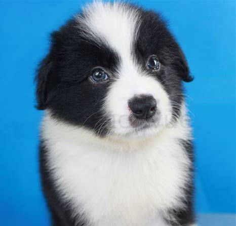边牧幼犬怎么养