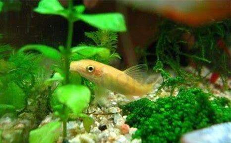 青苔鼠鱼如何养殖,青苔鼠鱼怎么养