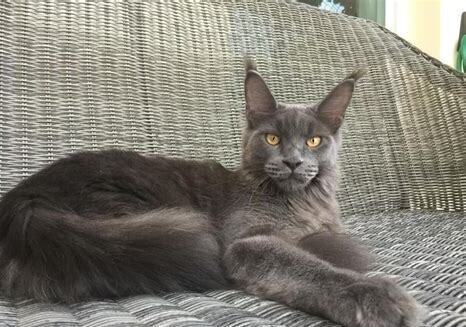 纯种美国蓝猫多少钱一只 纯种美国蓝猫多少钱一只