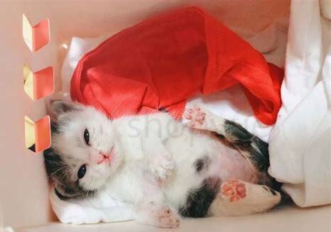 捡到小奶猫怎么养好